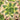 Aeonium arborescens