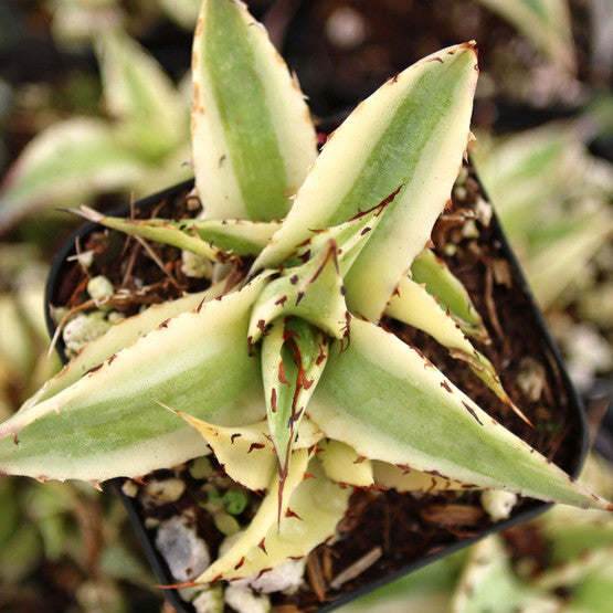 succulent frostbite Agave xylonacantha 'Frostbite'