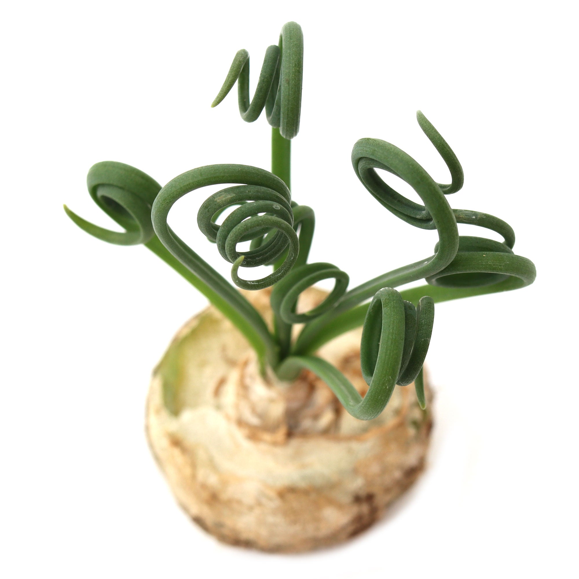 frizzle sizzle succulent care Albuca spiralis 'Frizzle Sizzle'