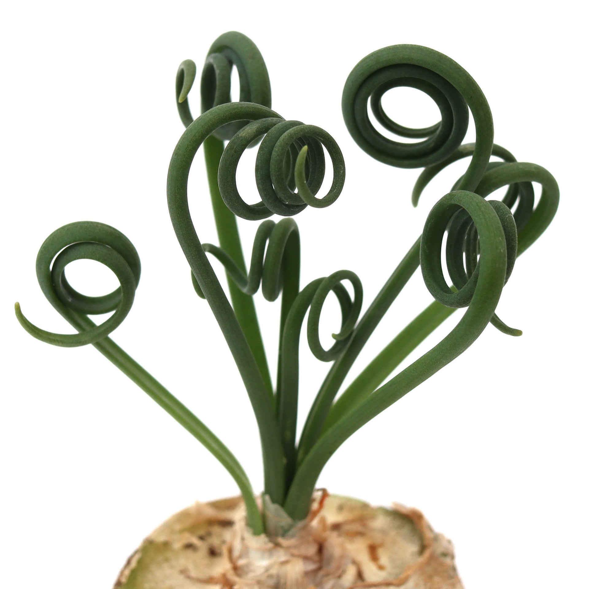 succulent frizzle sizzle Albuca spiralis 'Frizzle Sizzle'