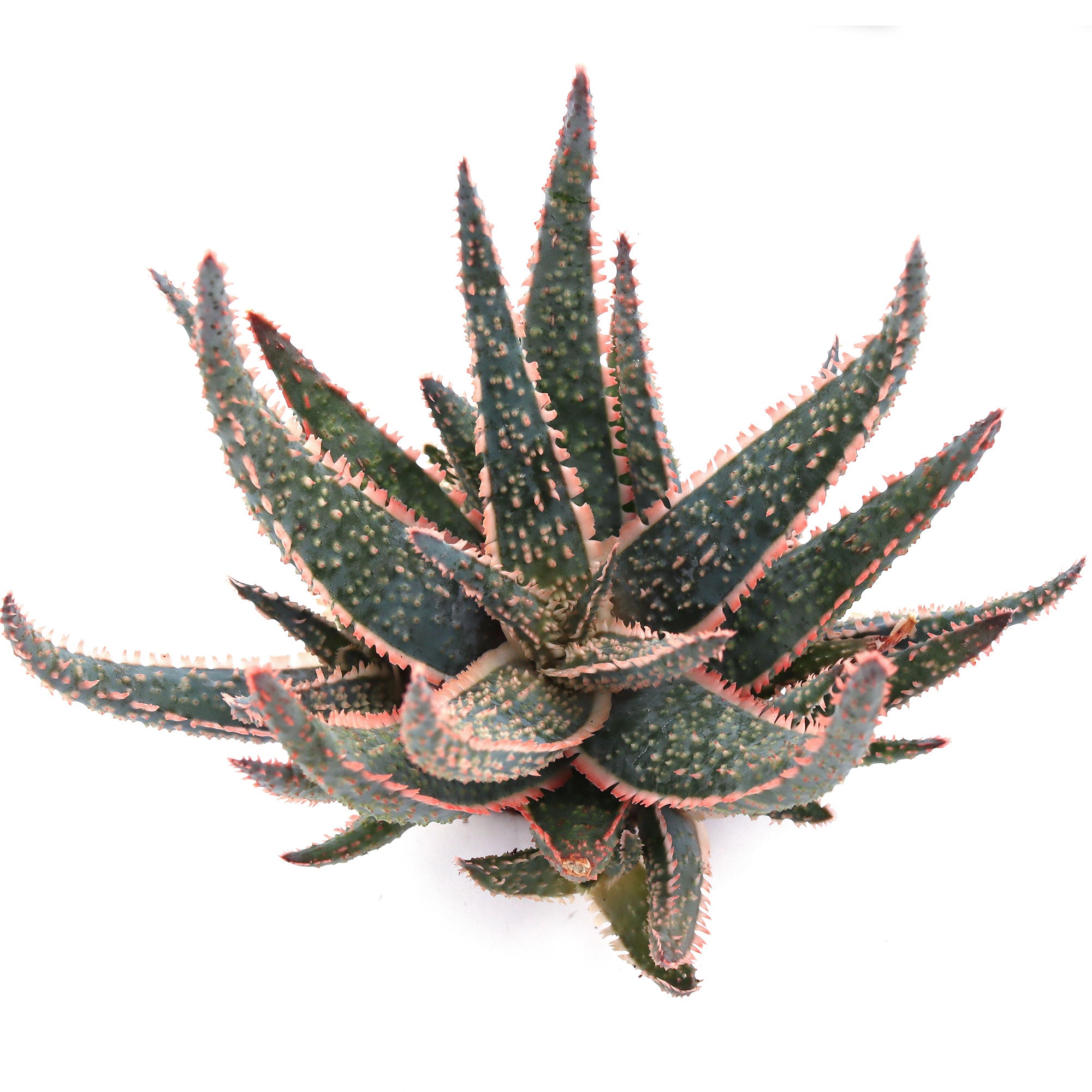 Aloe 'Purple Haze'