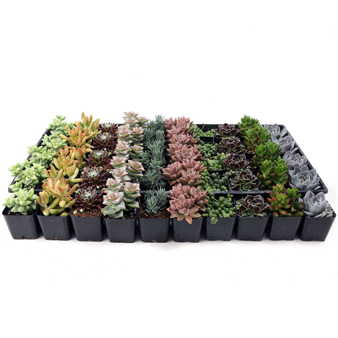 Succulent Sampler 50-Pack - 10 Varieties - 2" Pots