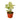 Syngonium White Butterfly - 4" Pot - NURSERY POT ONLY