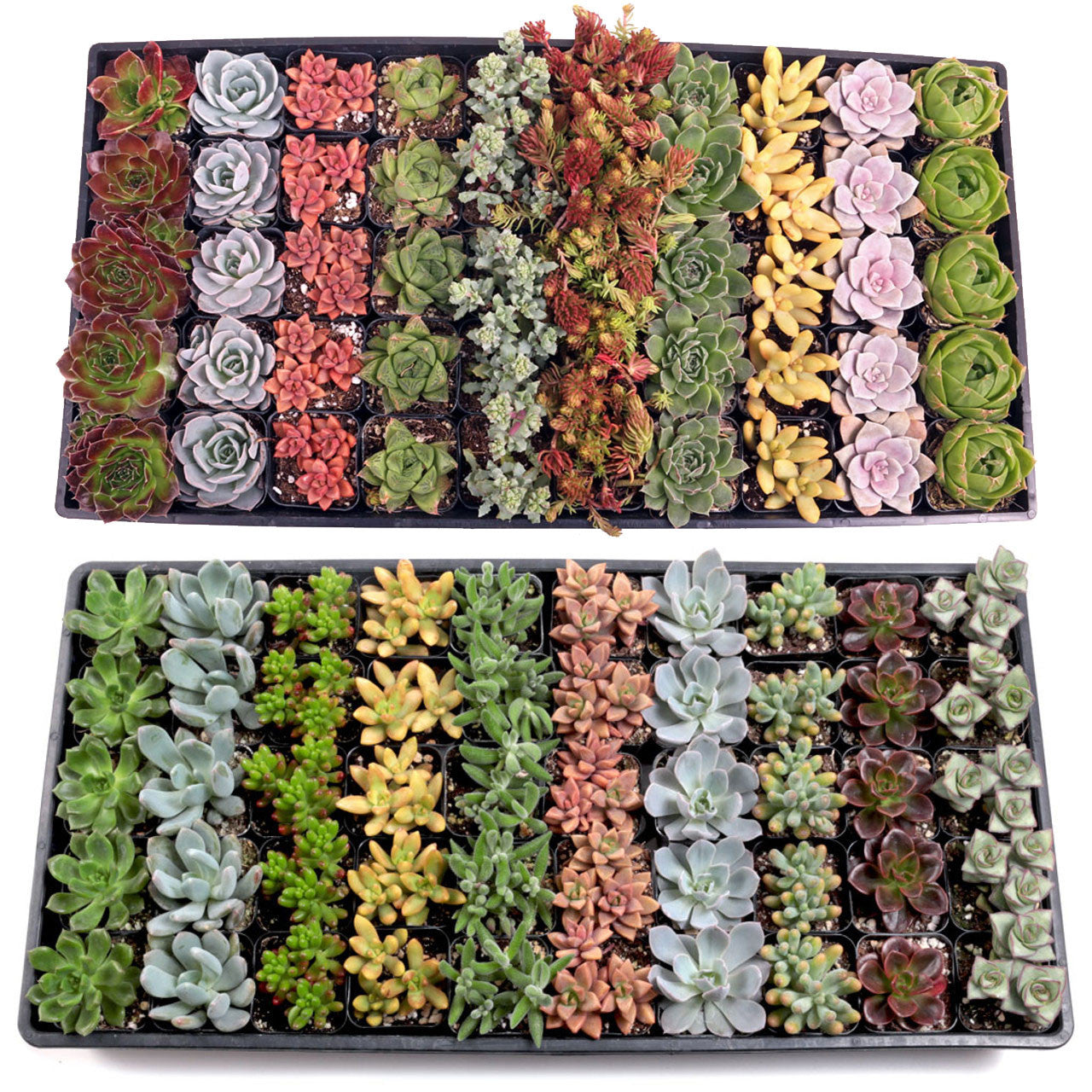 small succulent plants in bulk Best Value Succulents Bulk Pack (25-100 Plants, 2" Pots) – Leaf & Clay
