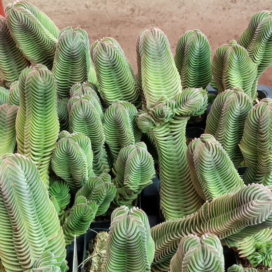 buddha temple succulent for sale Crassula 'Buddha's Temple'