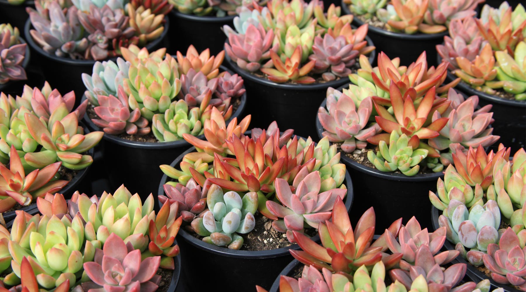 Buy Plants Online, Order Live Plants for Sale