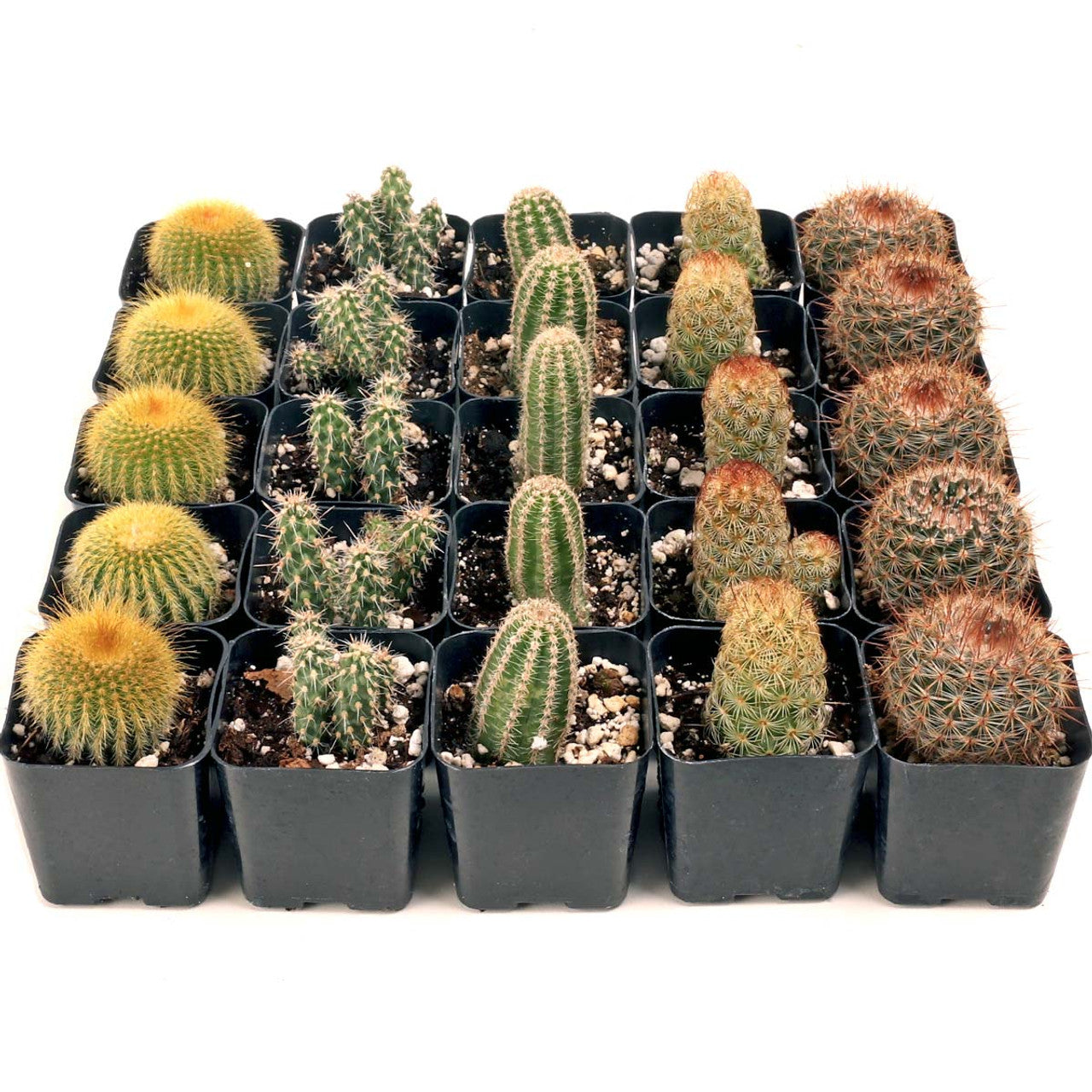 Cactus 25-Pack - 5 Varieties - 2" Pots