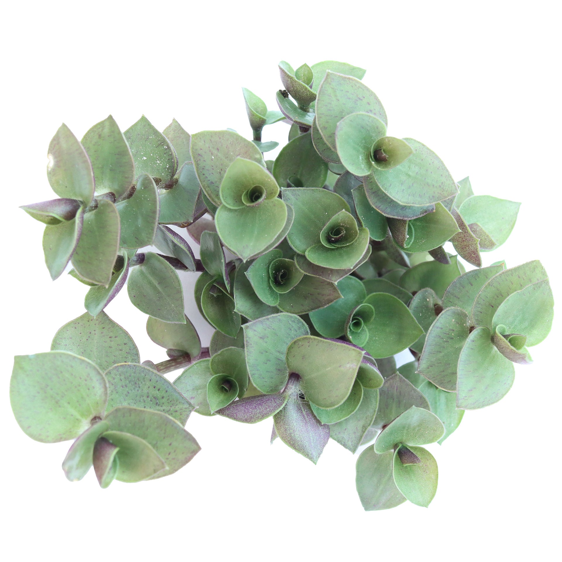 turtle vine hanging plant Callisia repens 'Turtle Vine'