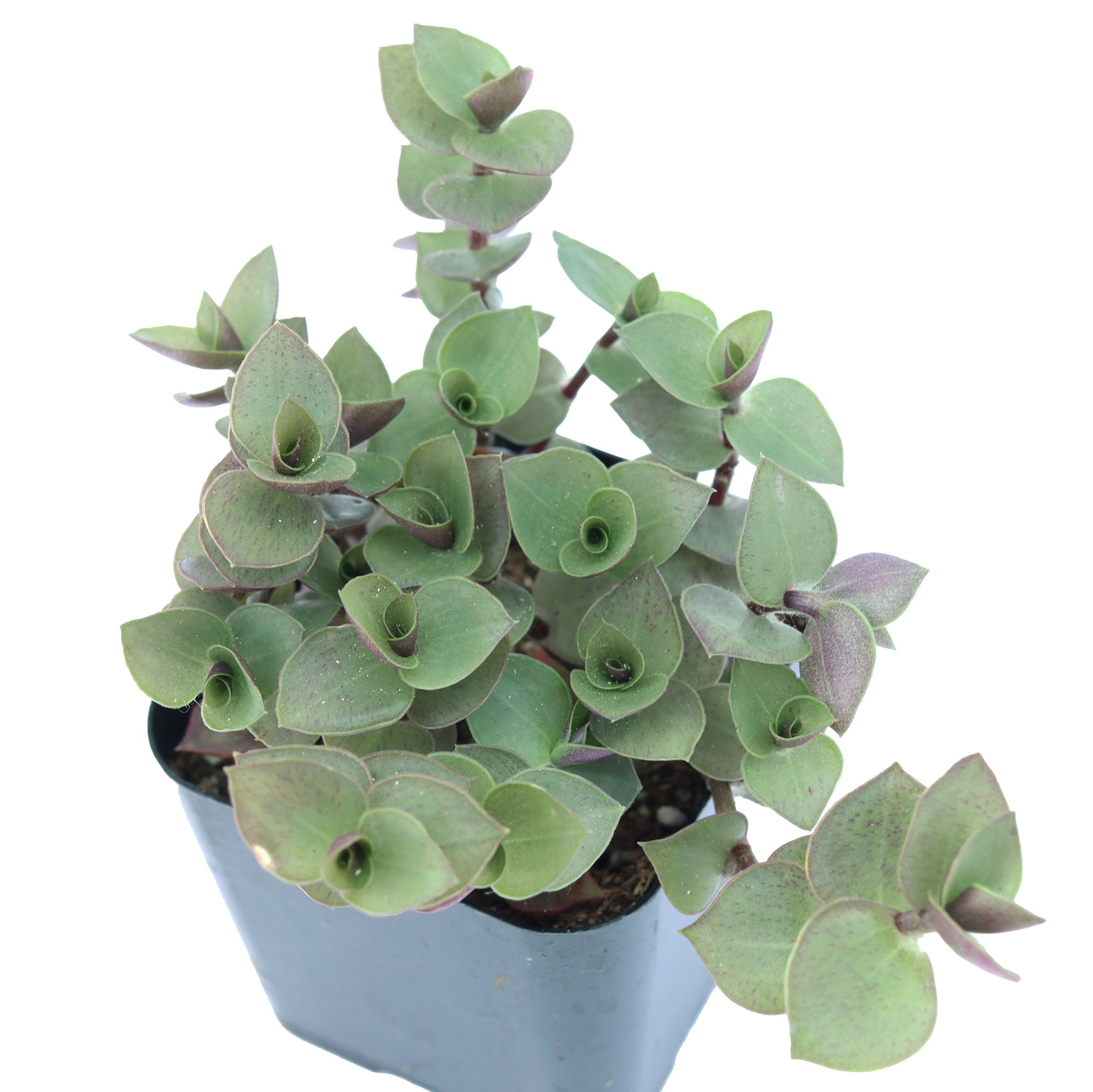 turtle vine house plant Callisia repens 'Turtle Vine'