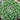 Sempervivum 'Pleased'