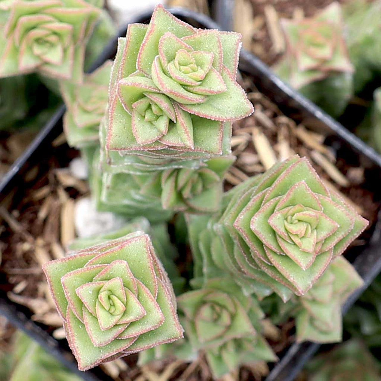 white pagoda succulent Crassula 'Green Pagoda'