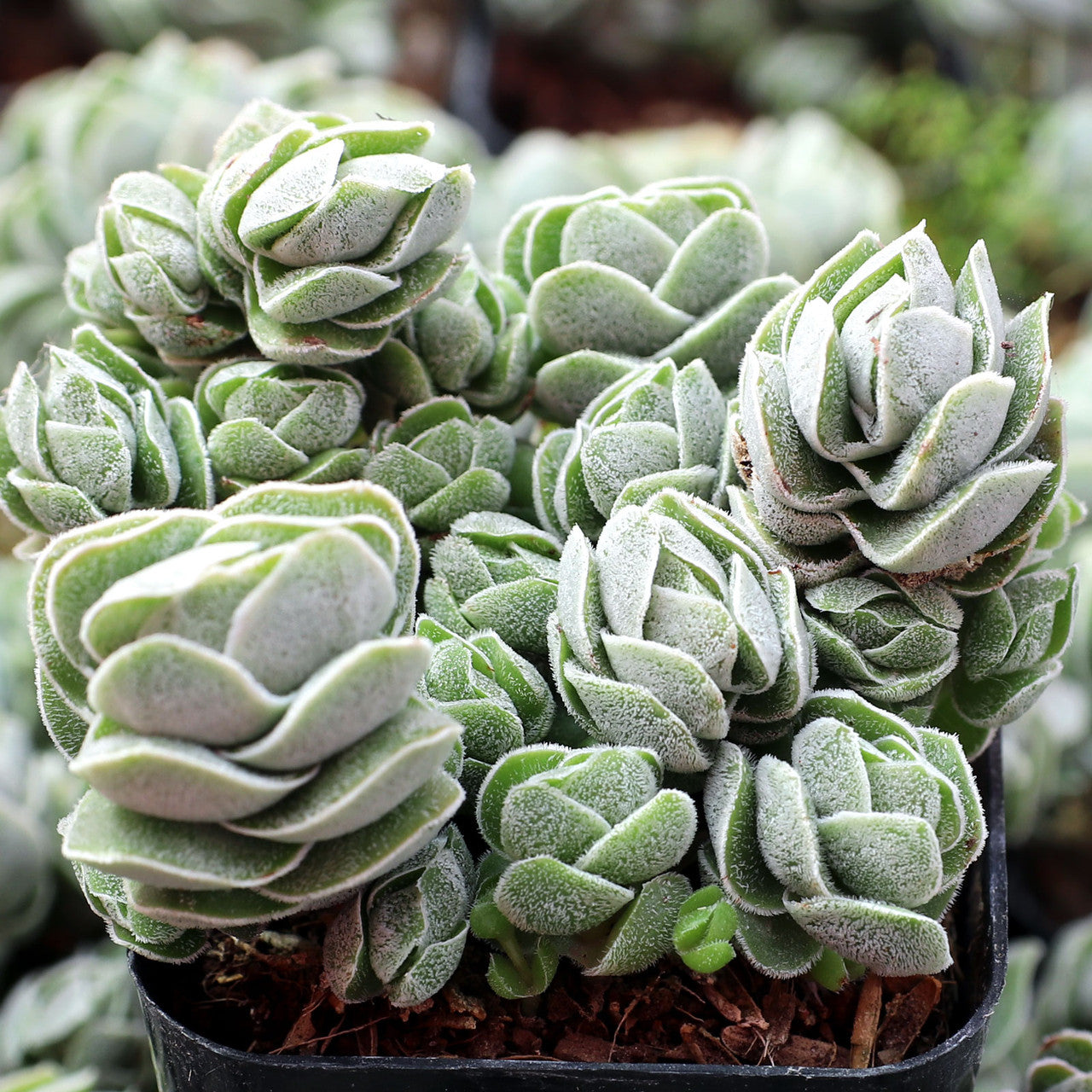 pangolin succulent Crassula 'Pangolin'