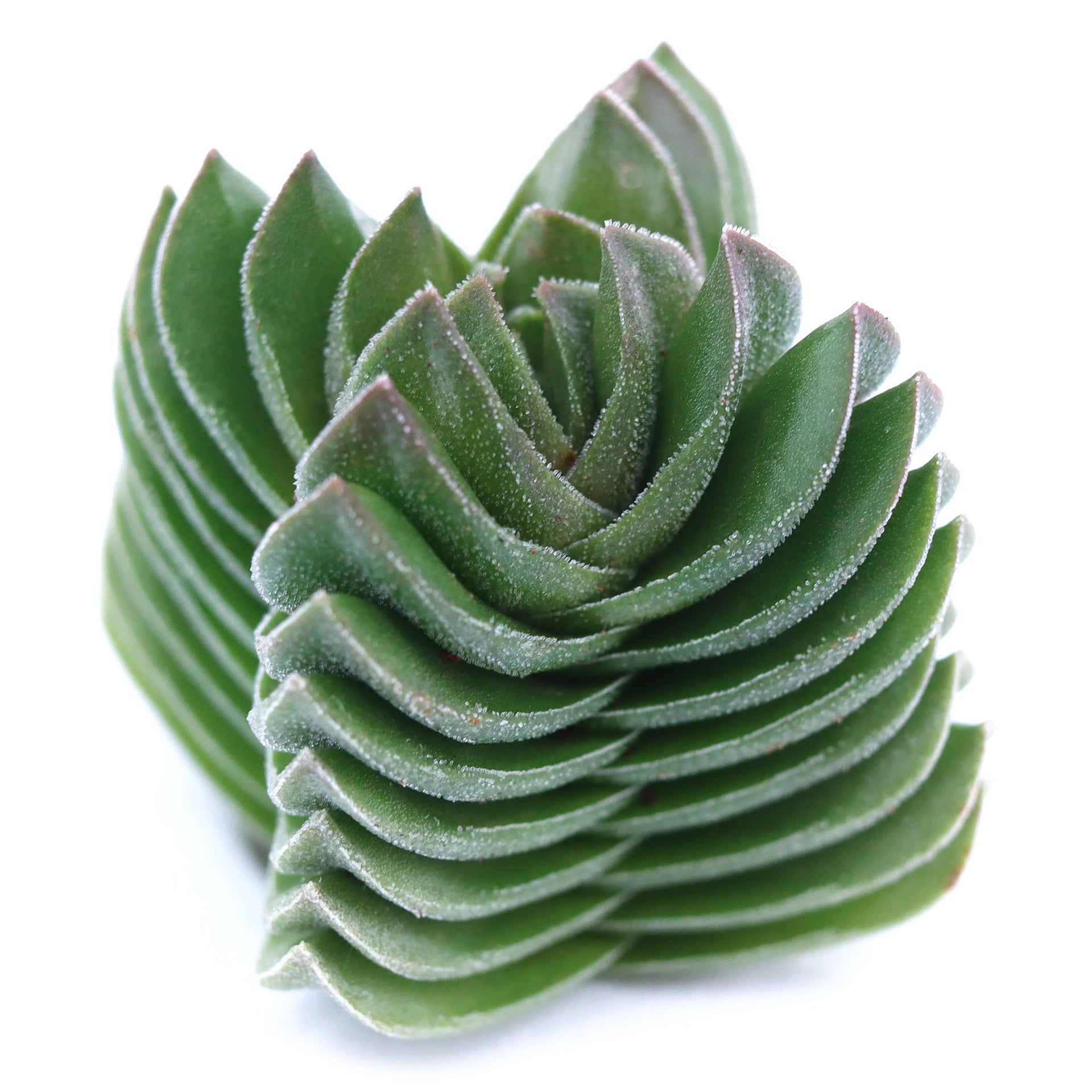 temple succulent Crassula 'Buddha's Temple'