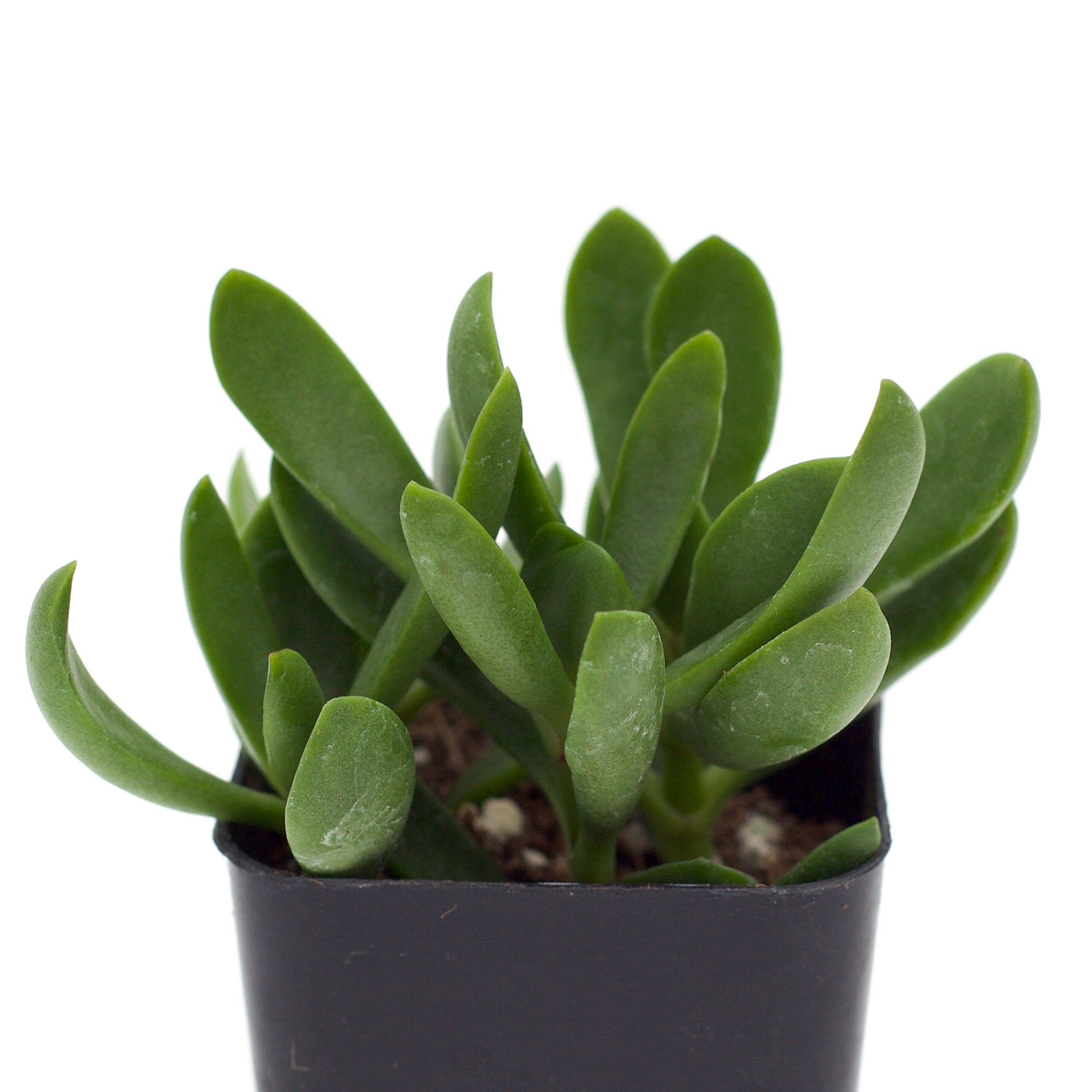 succulent cult Crassula cultrata