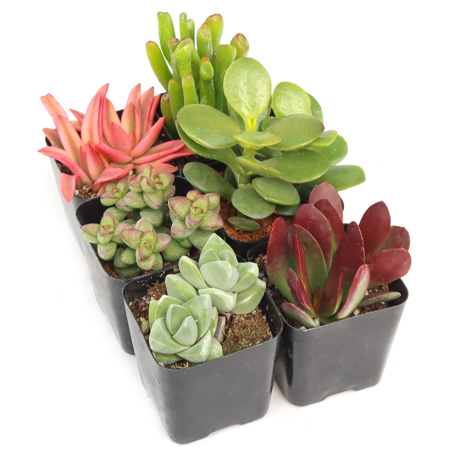 6 pack succulents Crassula & Jade Succulents Pack (6-12 Plants, 2" Pots) – Leaf & Clay