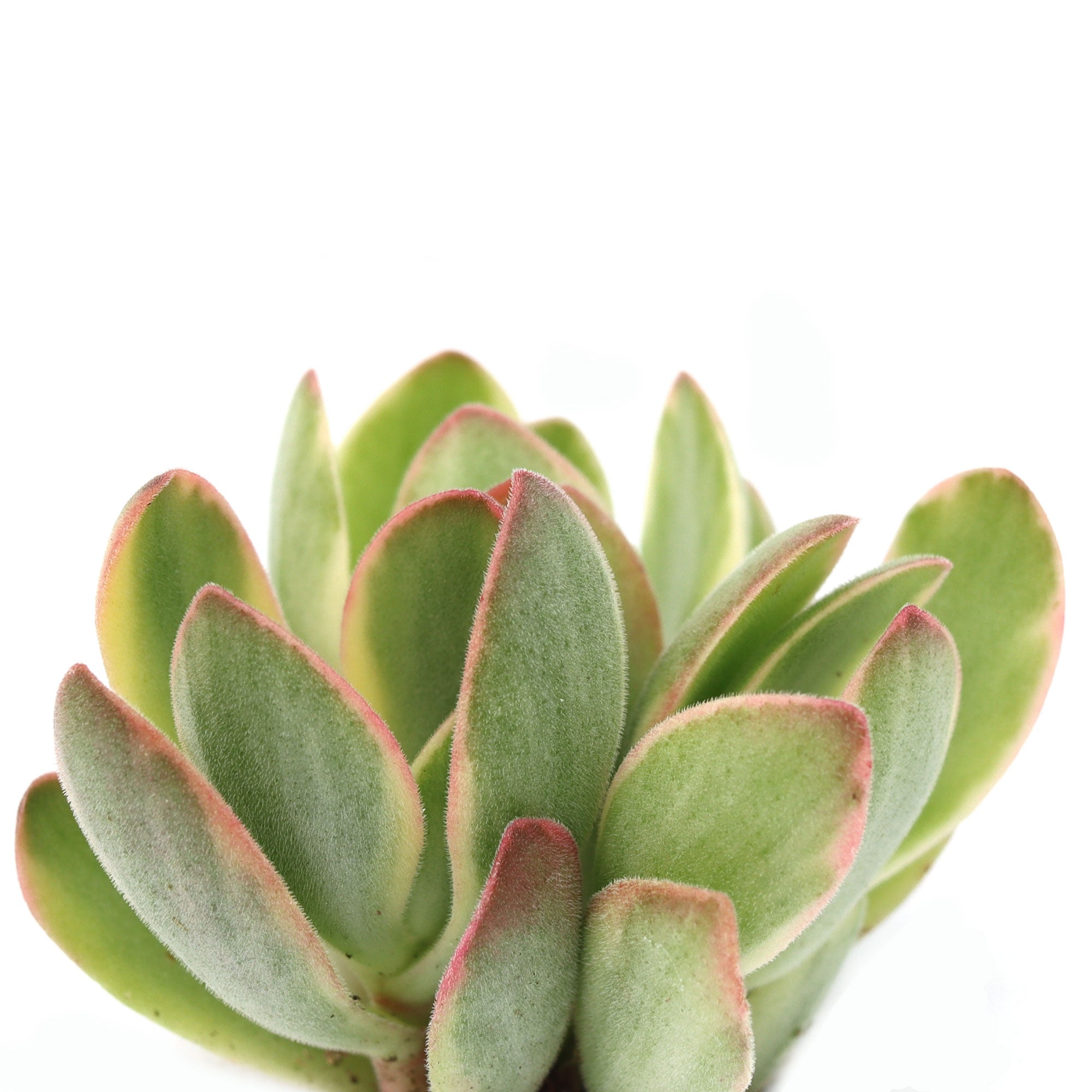 money maker plant Crassula 'Money Maker' Variegata