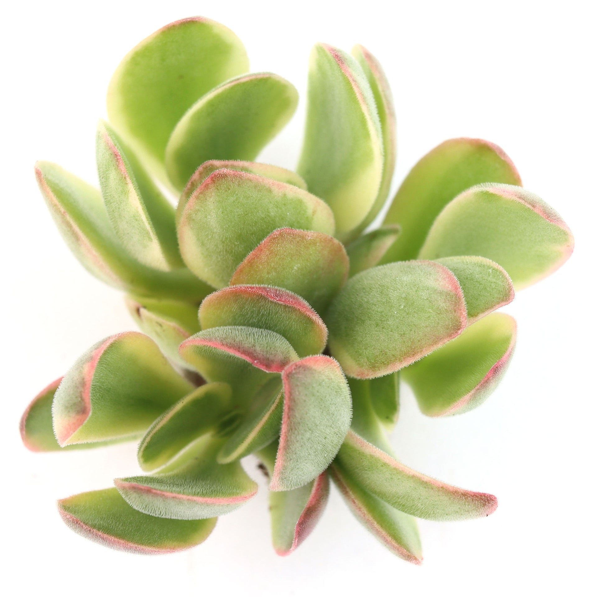 money maker jade plant Crassula 'Money Maker' Variegata