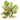 Crassula 'Money Maker' variegata