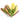 Crassula ovata f. variegata