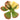 Crassula ovata f. variegata