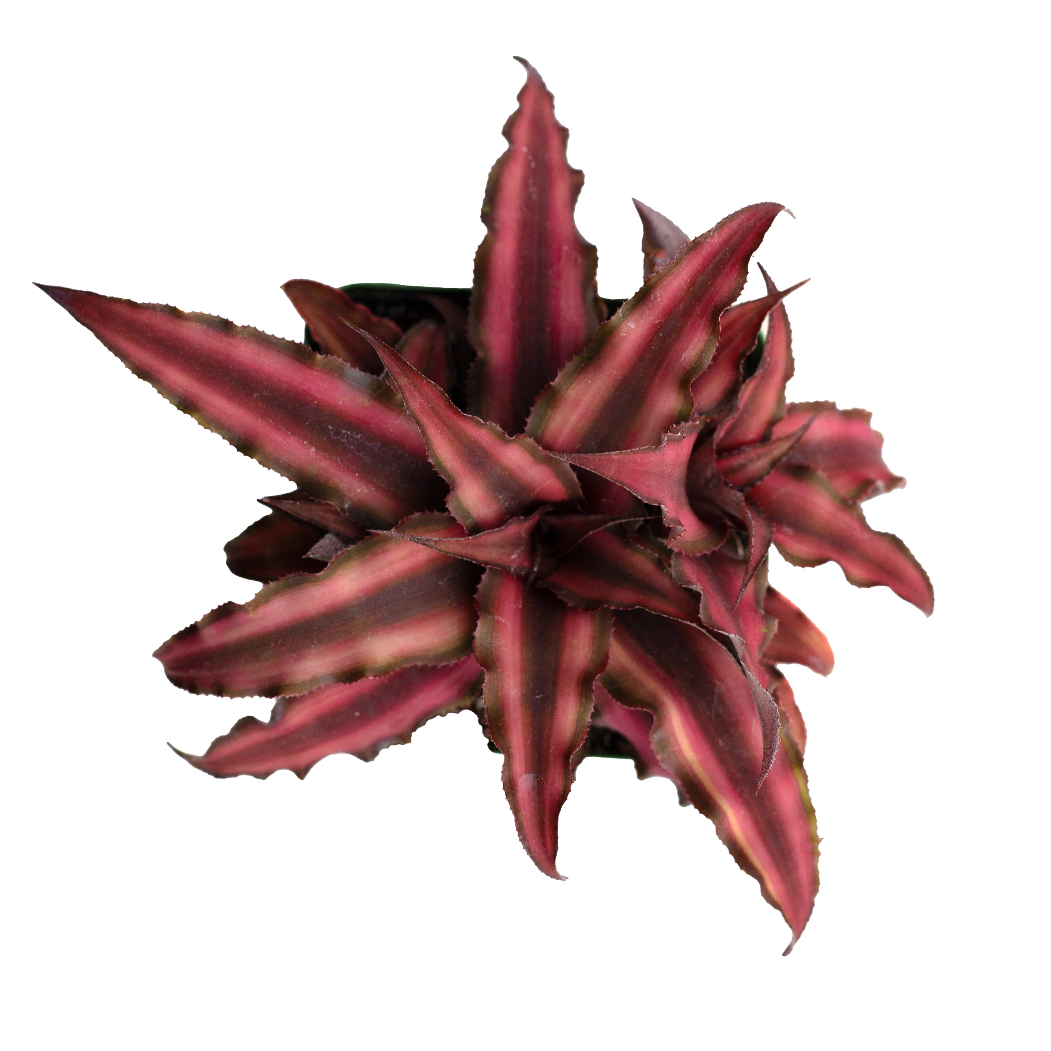 Cryptanthus bivittatus 'Earth Star'