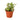 English Ivy 'Glacier' - 4" Pot - NURSERY POT ONLY