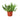 Aeschynanthus radicans 'Curly Lipstick Plant'