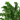 Fern 'Emina'