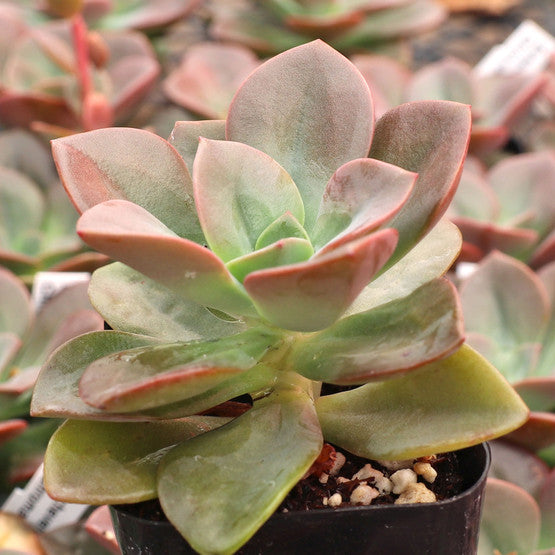 chroma succulent care Echeveria 'Chroma'