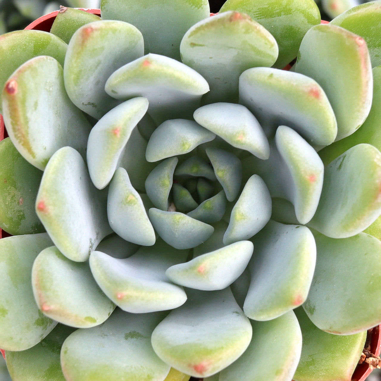 copper canyon succulent Echeveria 'Copper Canyon'