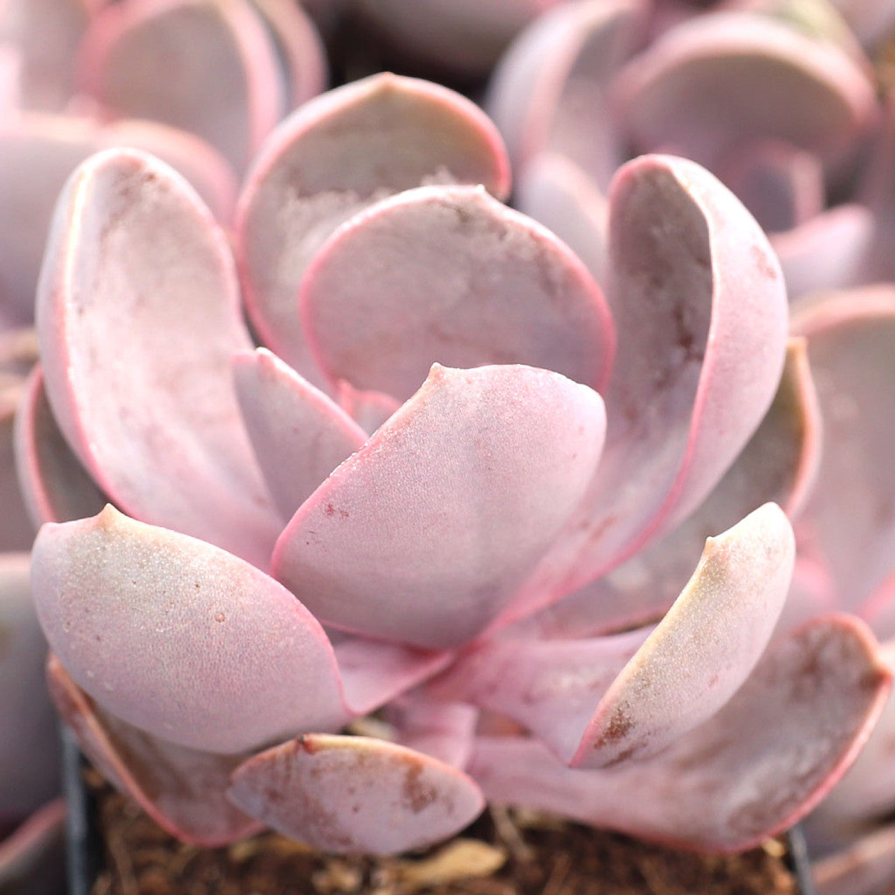 echeveria purple pearl succulent Echeveria 'Purple Pearl'