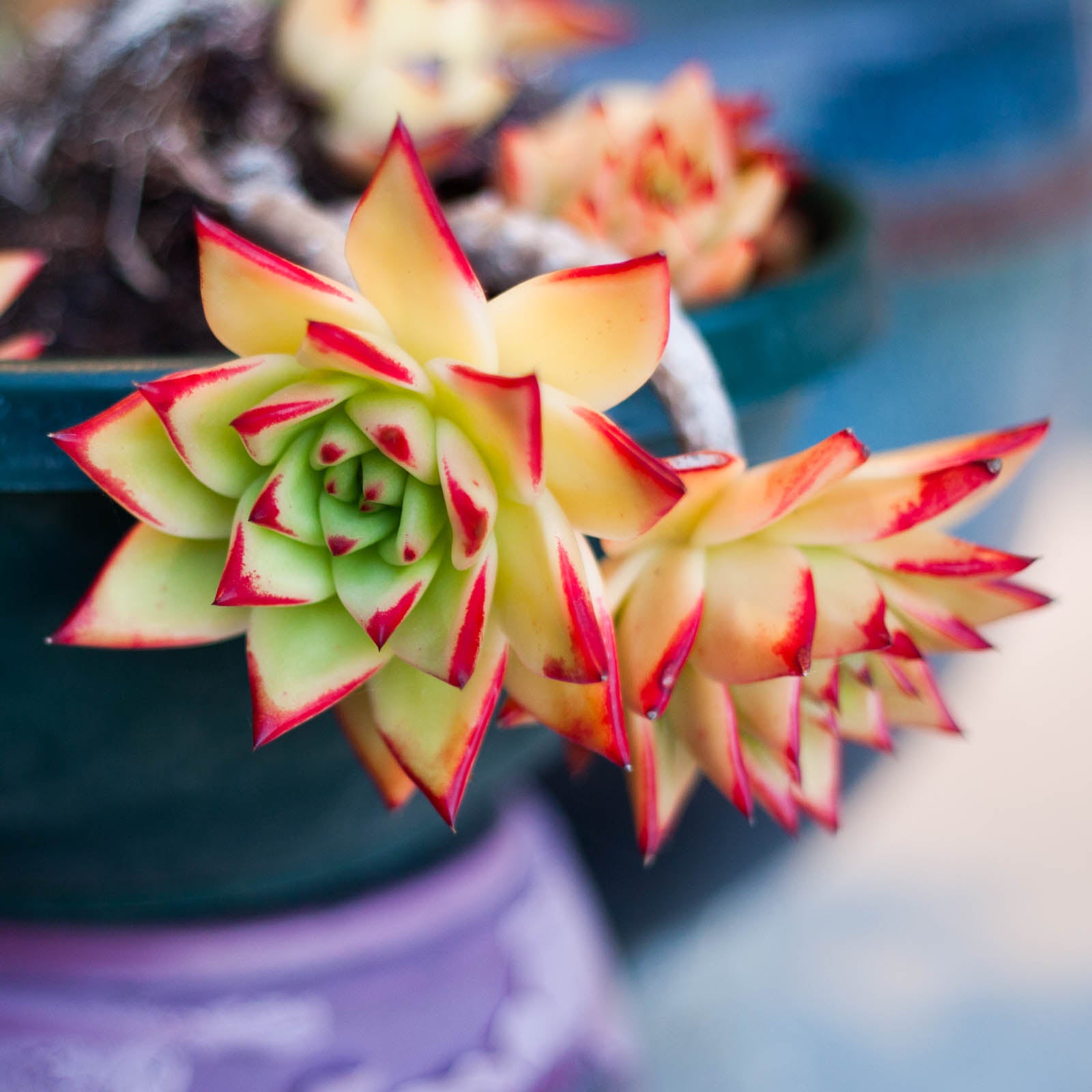 echeveria lipstick succulent Echeveria agavoides 'Lipstick'