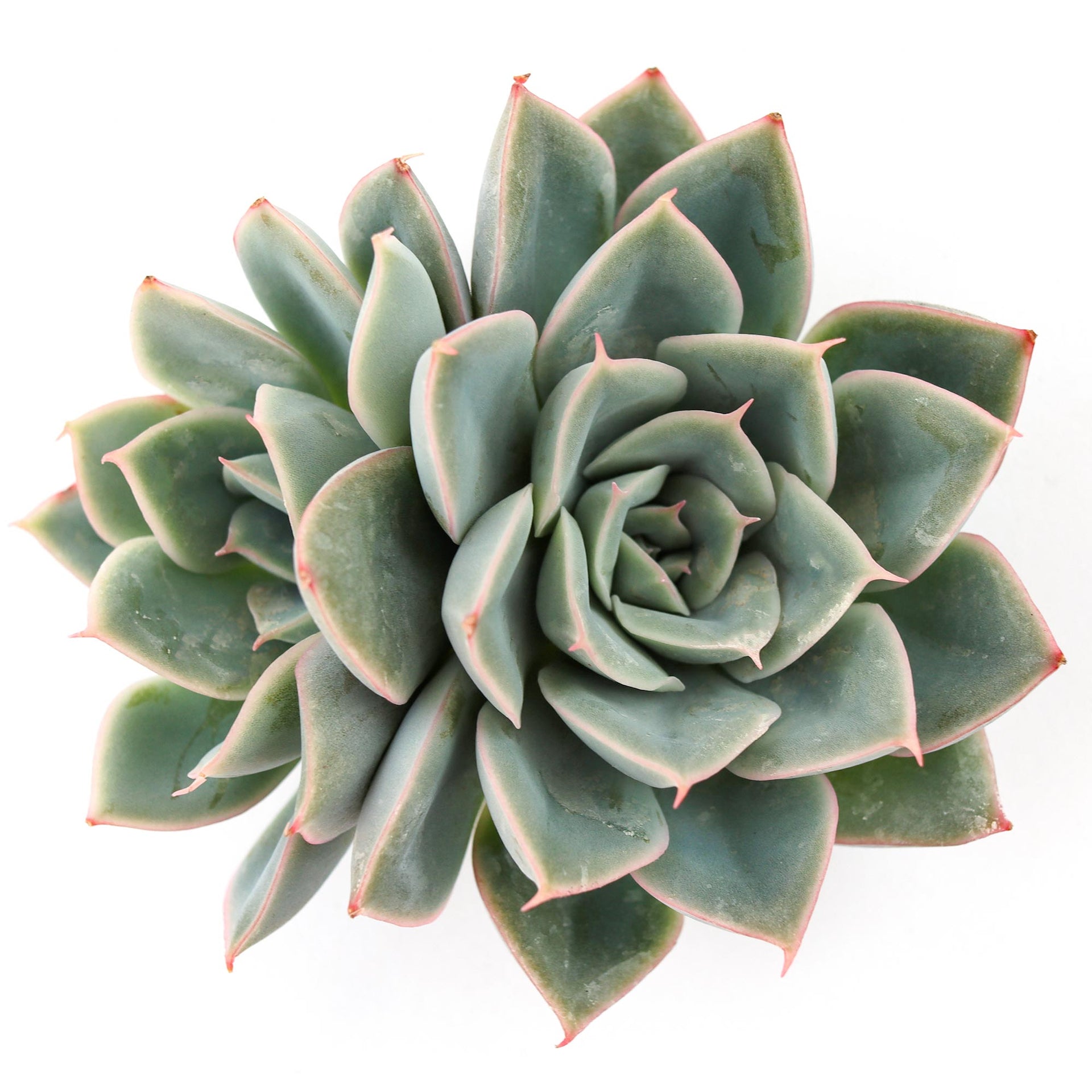 succulent e Echeveria 'Alfred'