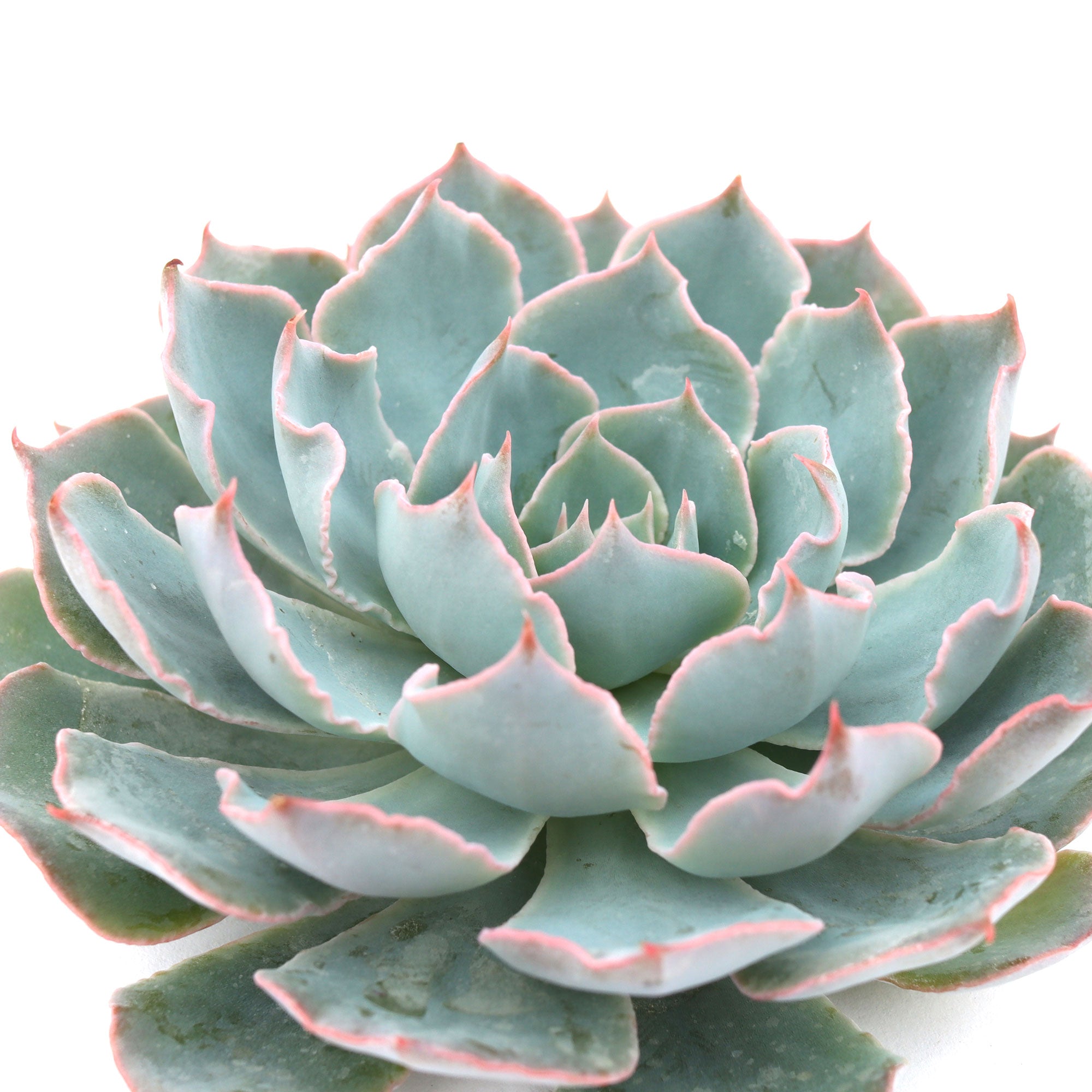 blue heron succulent care Echeveria 'Blue Heron'