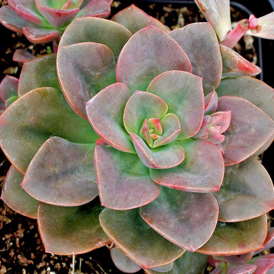succulent chroma Echeveria 'Chroma'