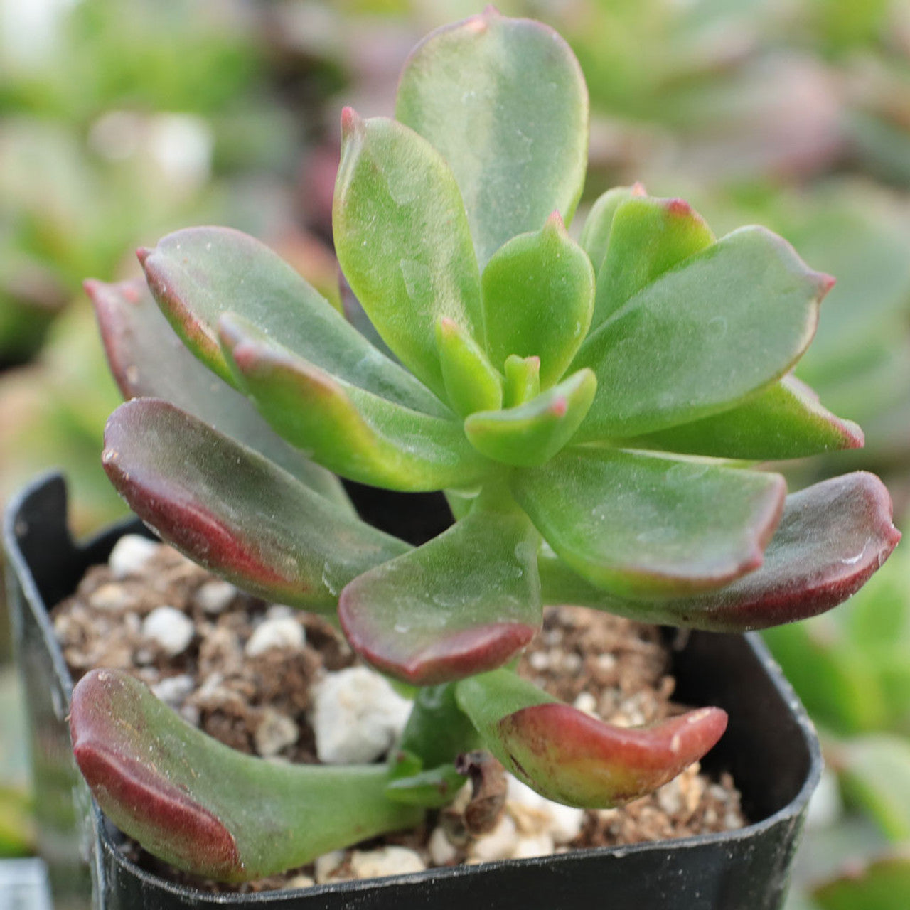 copper rose succulent Echeveria multicaulis 'Copper Rose'