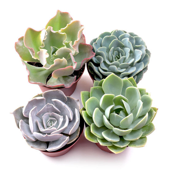 'Awesome Echeveria' 4-Pack - 3.5" Pots