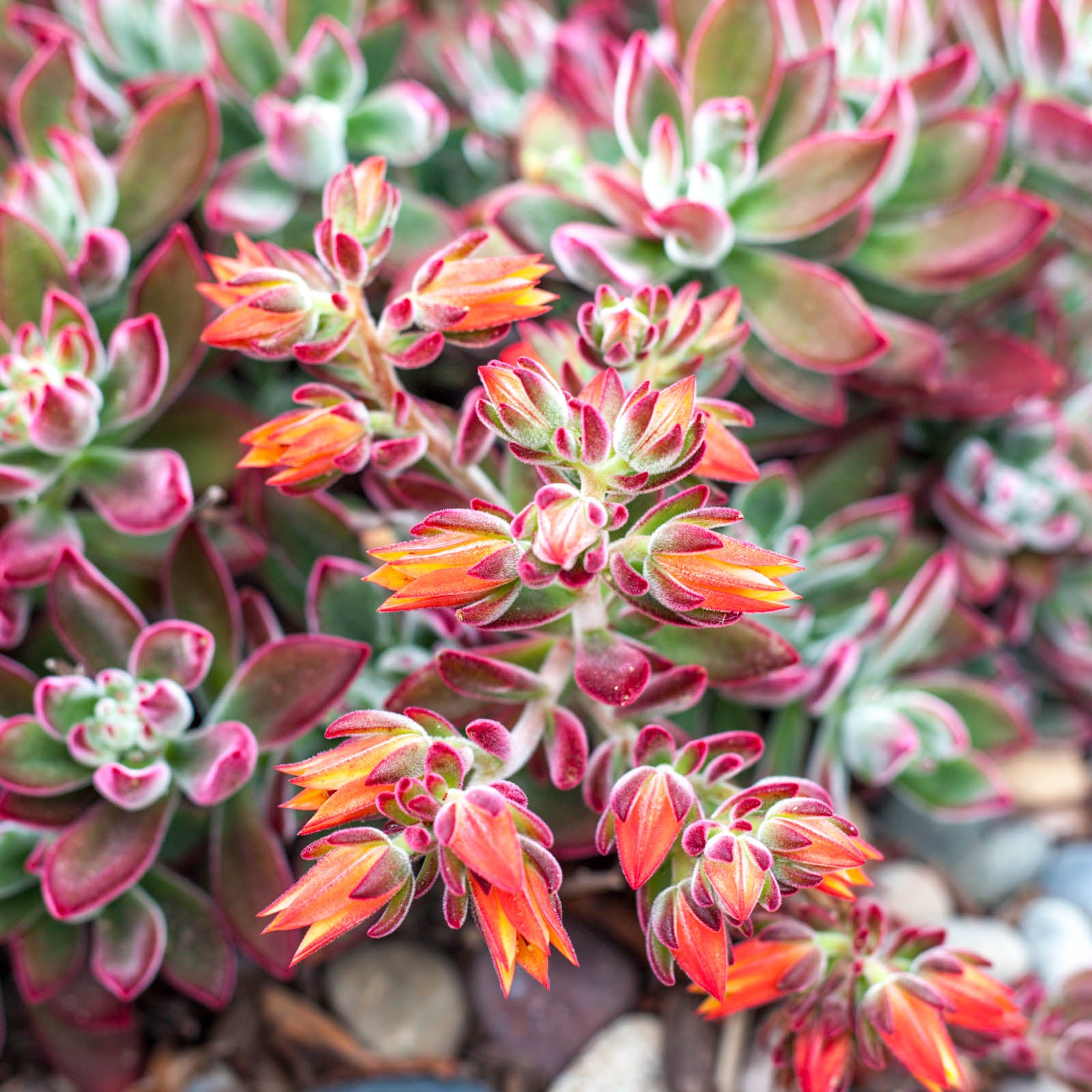 ruby slippers succulent care Echeveria harmsii 'Ruby Slippers'