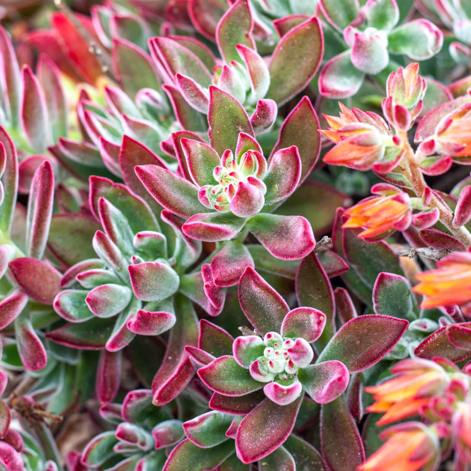 red fuzzy succulent Echeveria harmsii 'Ruby Slippers'