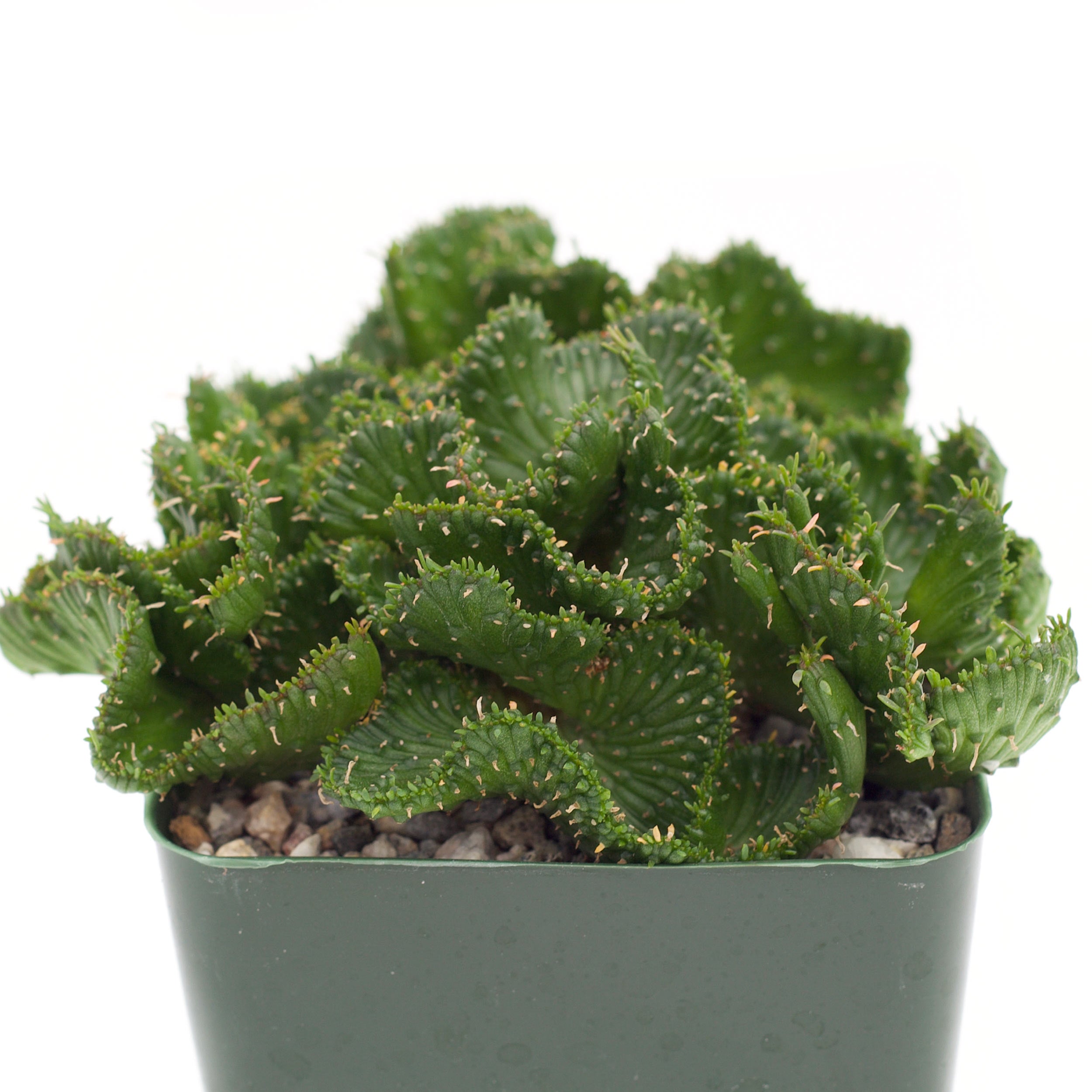 Euphorbia flanangii f. cristata 'Green Coral'