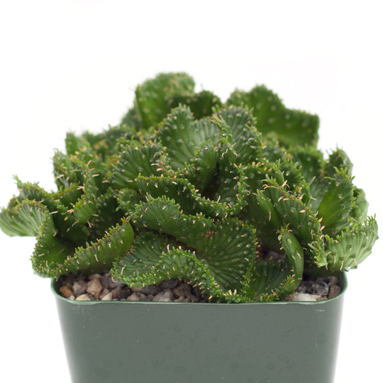 Euphorbia flanangii crestata 'Green Coral'