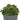 Euphorbia flanangii f. cristata 'Green Coral'