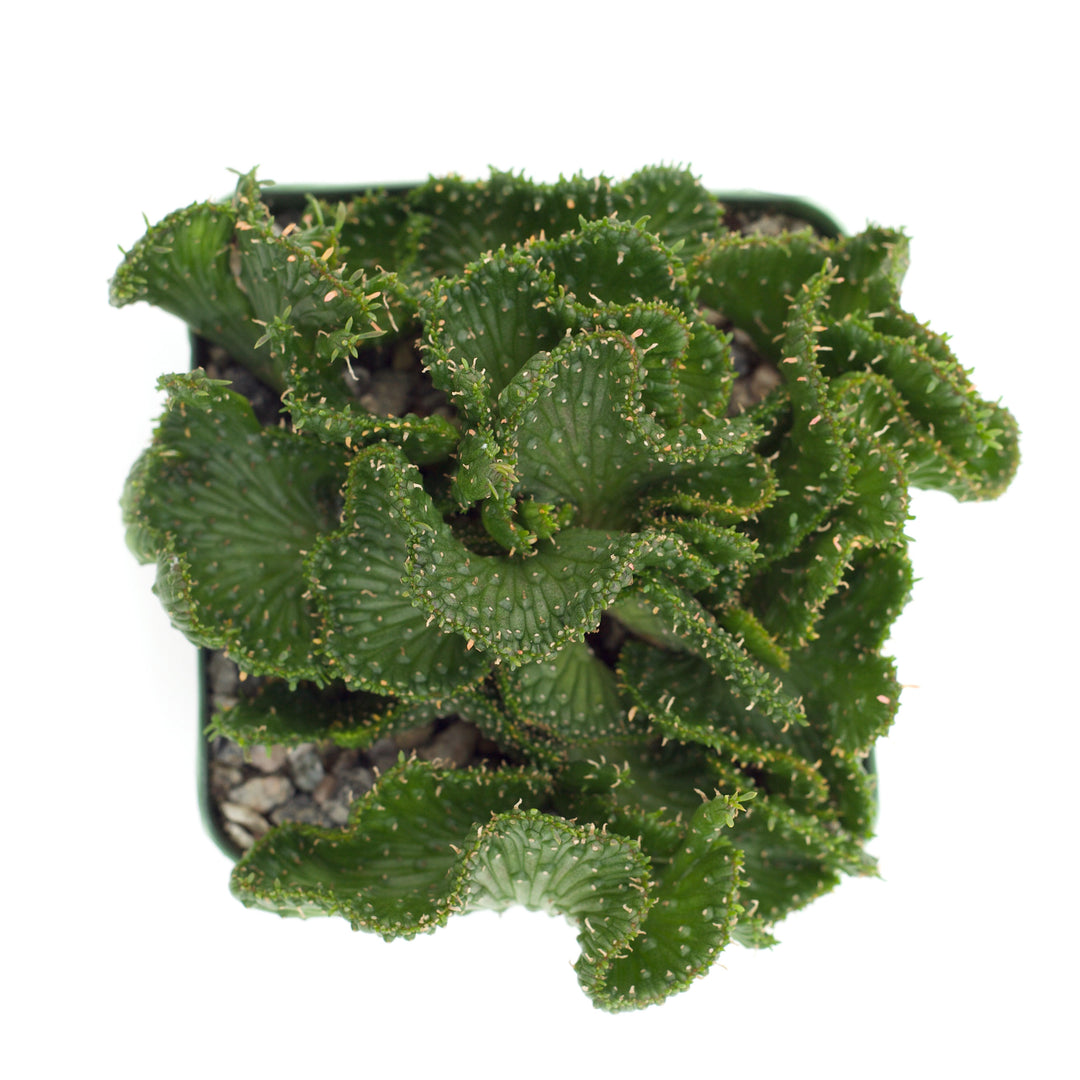 Euphorbia flanangii crestata 'Green Coral'