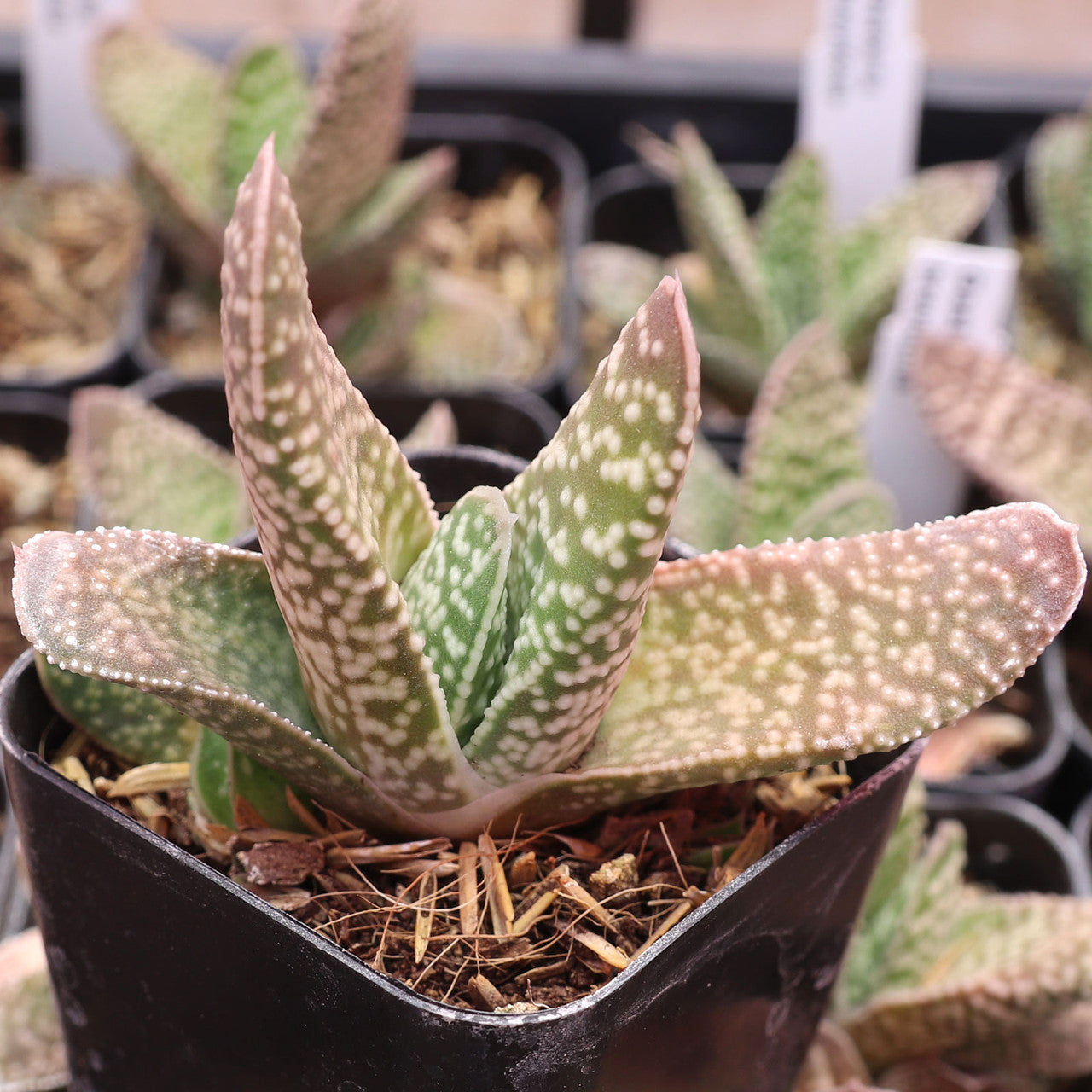 gasteria succulent Gasteria brevifolia