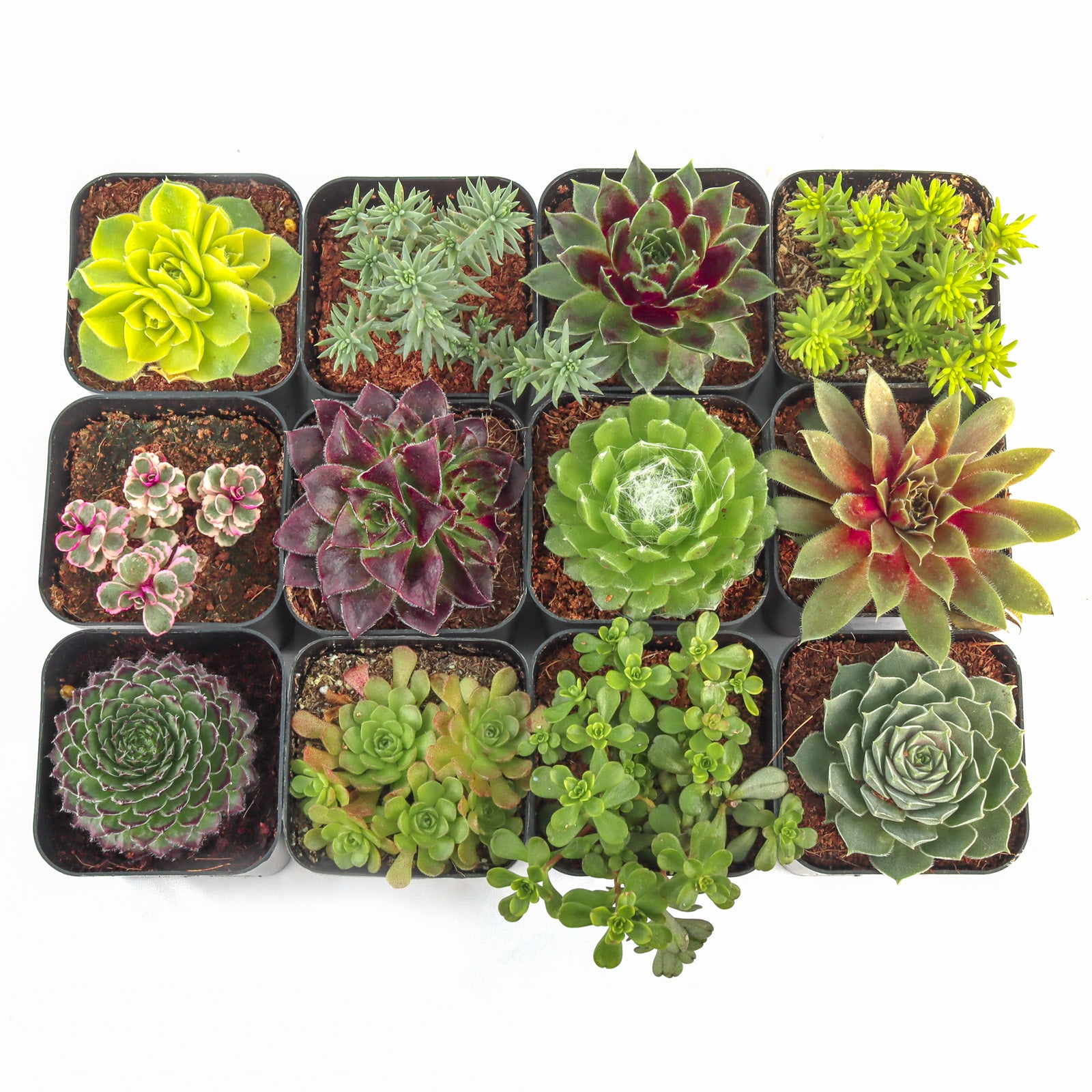 fallout 76 potted succulents Hardy Outdoor Succulents Pack (6-20 Plants, 2" Pots) – Leaf & Clay