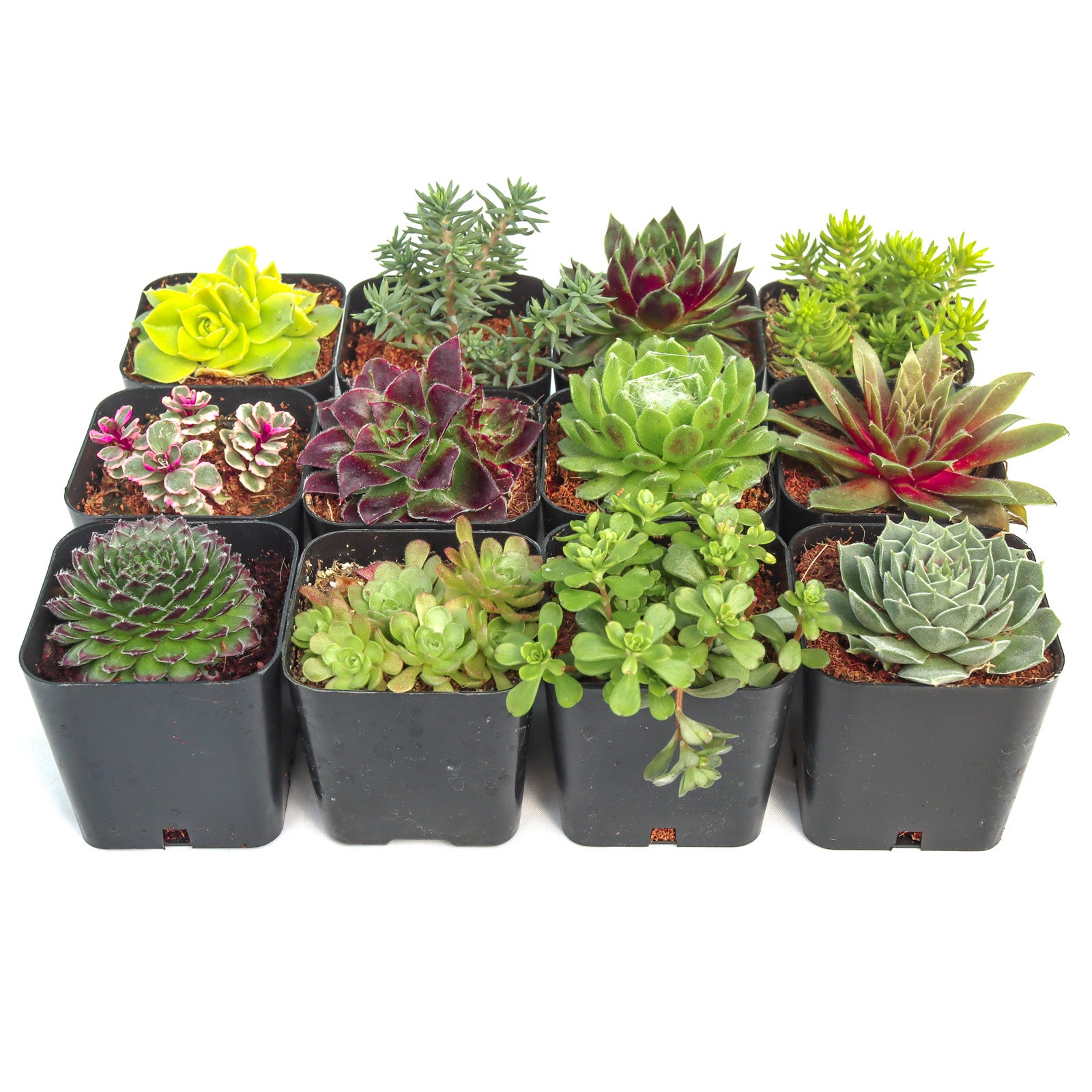 types of outdoor succulent plants Hardy Outdoor Succulents Pack (6-20 Plants, 2" Pots) – Leaf & Clay