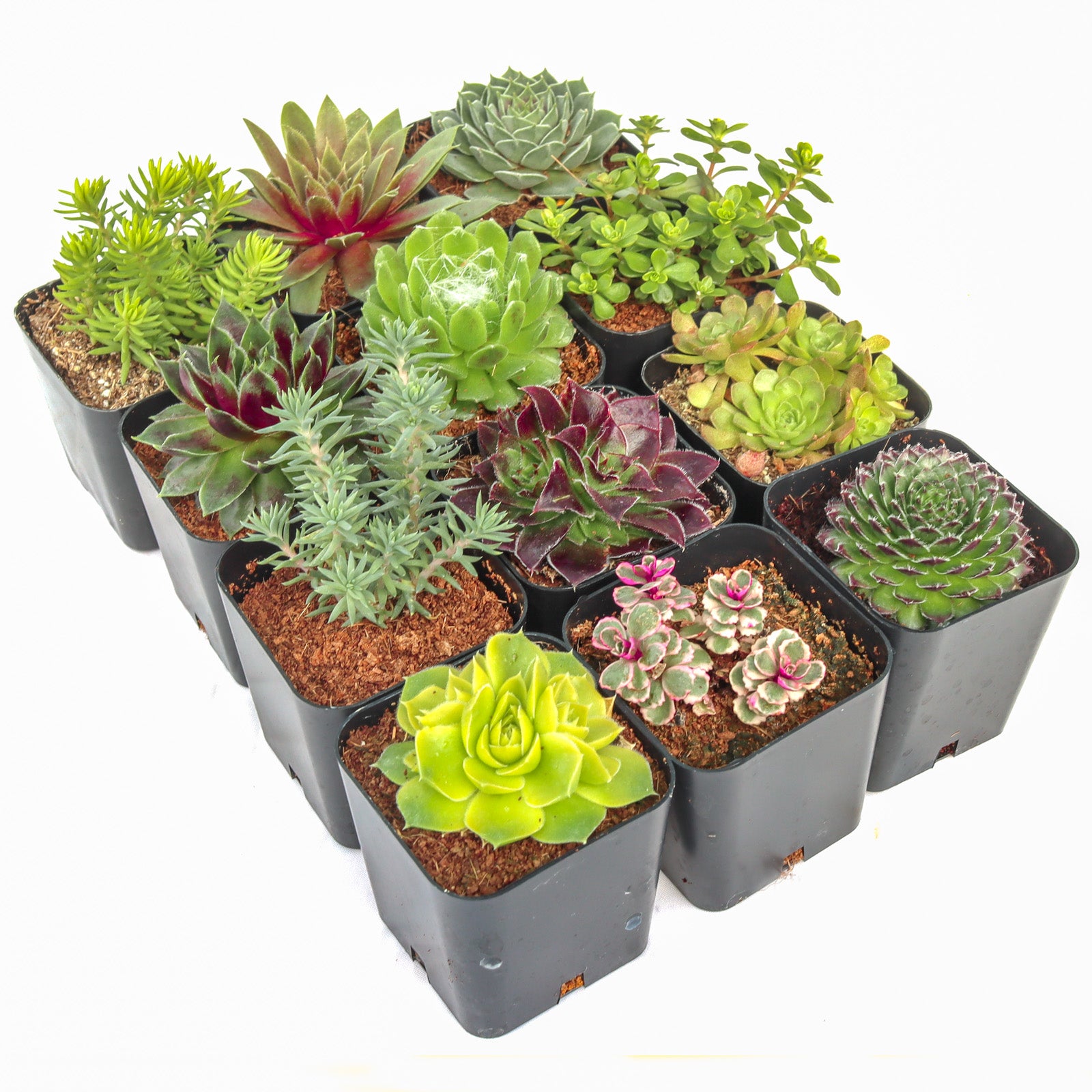 texas hardy succulents Hardy Outdoor Succulents Pack (6-20 Plants, 2" Pots)