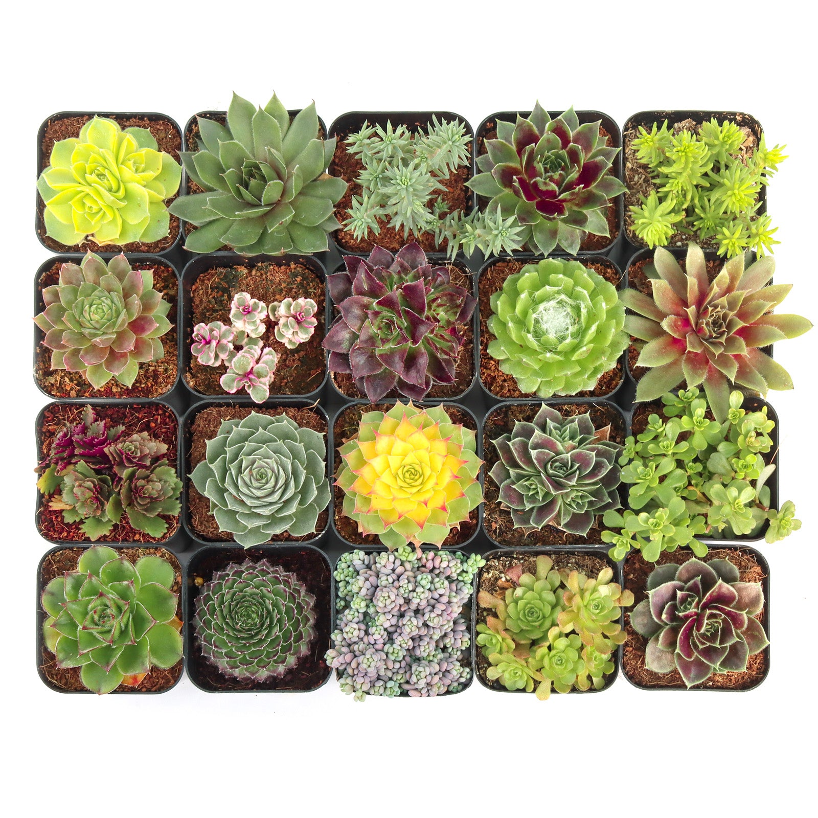 hardy succulents zone 5 Hardy Outdoor Succulents Pack (6-20 Plants, 2" Pots) – Leaf & Clay
