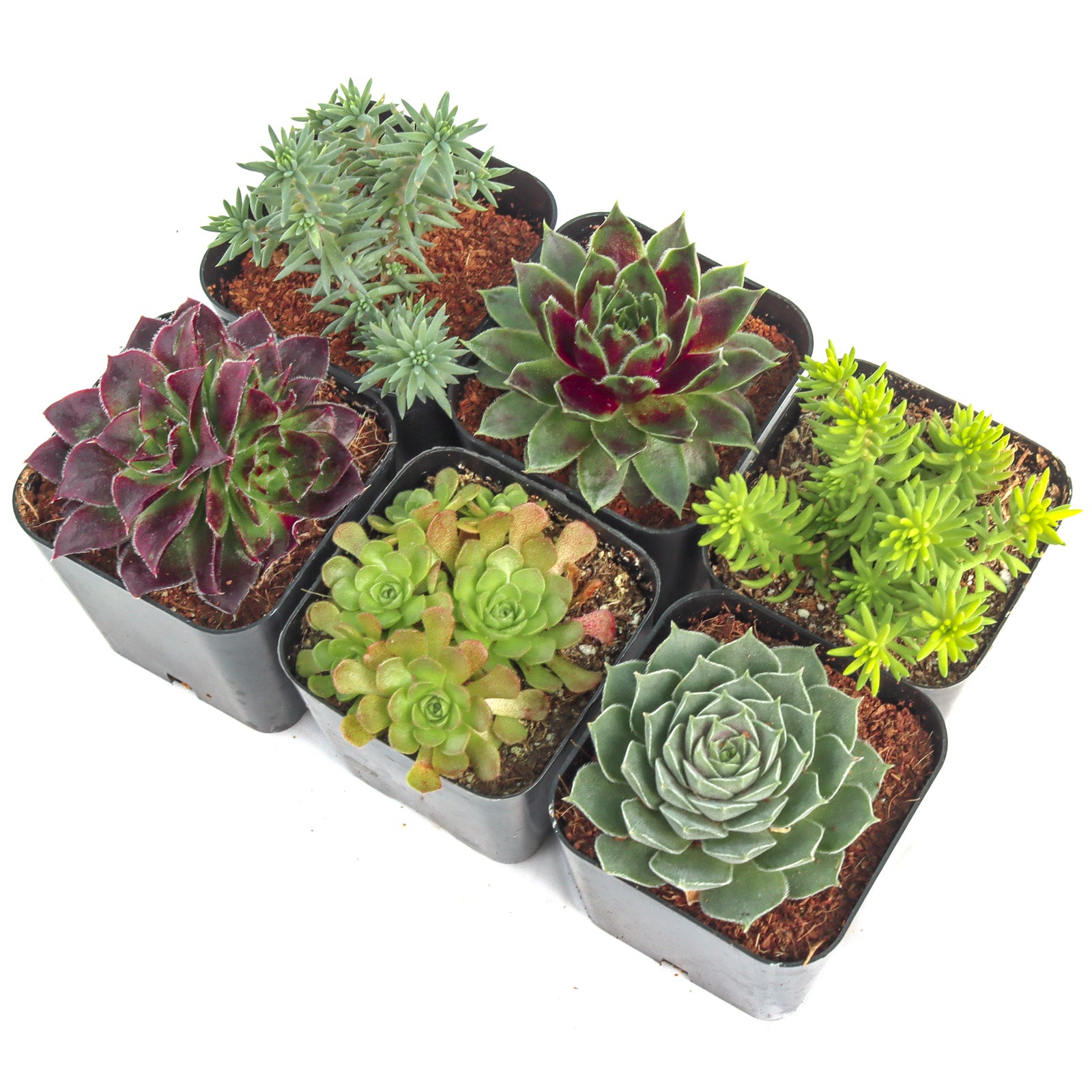 outdoor succulent plants for sale Hardy Outdoor Succulents Pack (6-20 Plants, 2" Pots) – Leaf & Clay