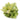 Haworthia mutica f. variegata